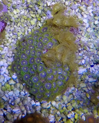 zoa2