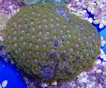 zoa3