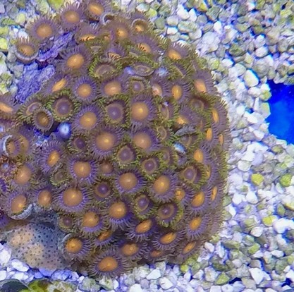 zoa mix