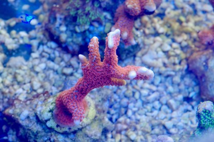 montipora samariensis