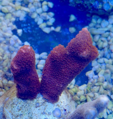 montipora red