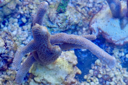 montipora azzurra