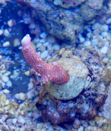 montipora samariensis frag