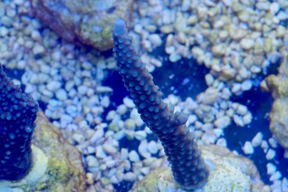 acropora loisetteae