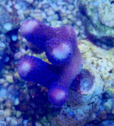 Pstillopora milka