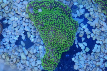 montipora alabama